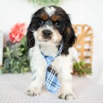 Ace ( Macho )