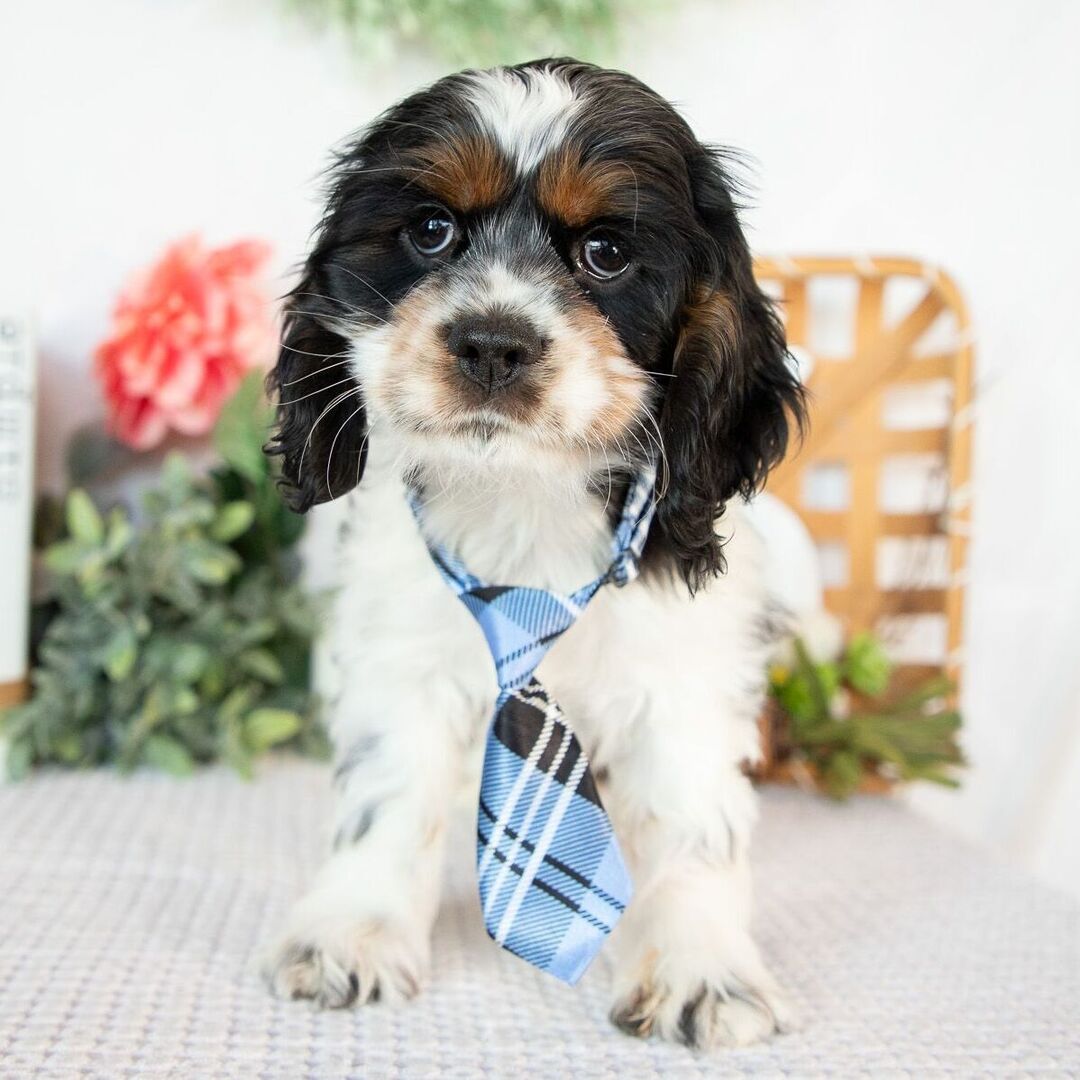 Ace Male Ace ( Macho ) - Imagen 1