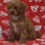 Archie ( Macho )