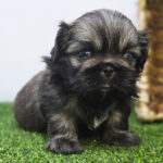 Artie ( Macho )
