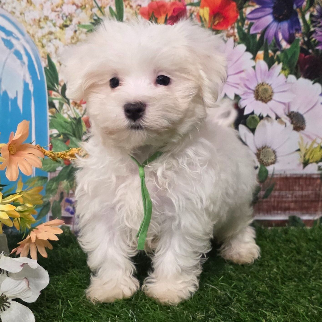 Asher Male Asher ( Macho ) - Imagen 1