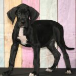 Bailey ( Hembra )