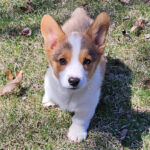 Bandit ( Macho )