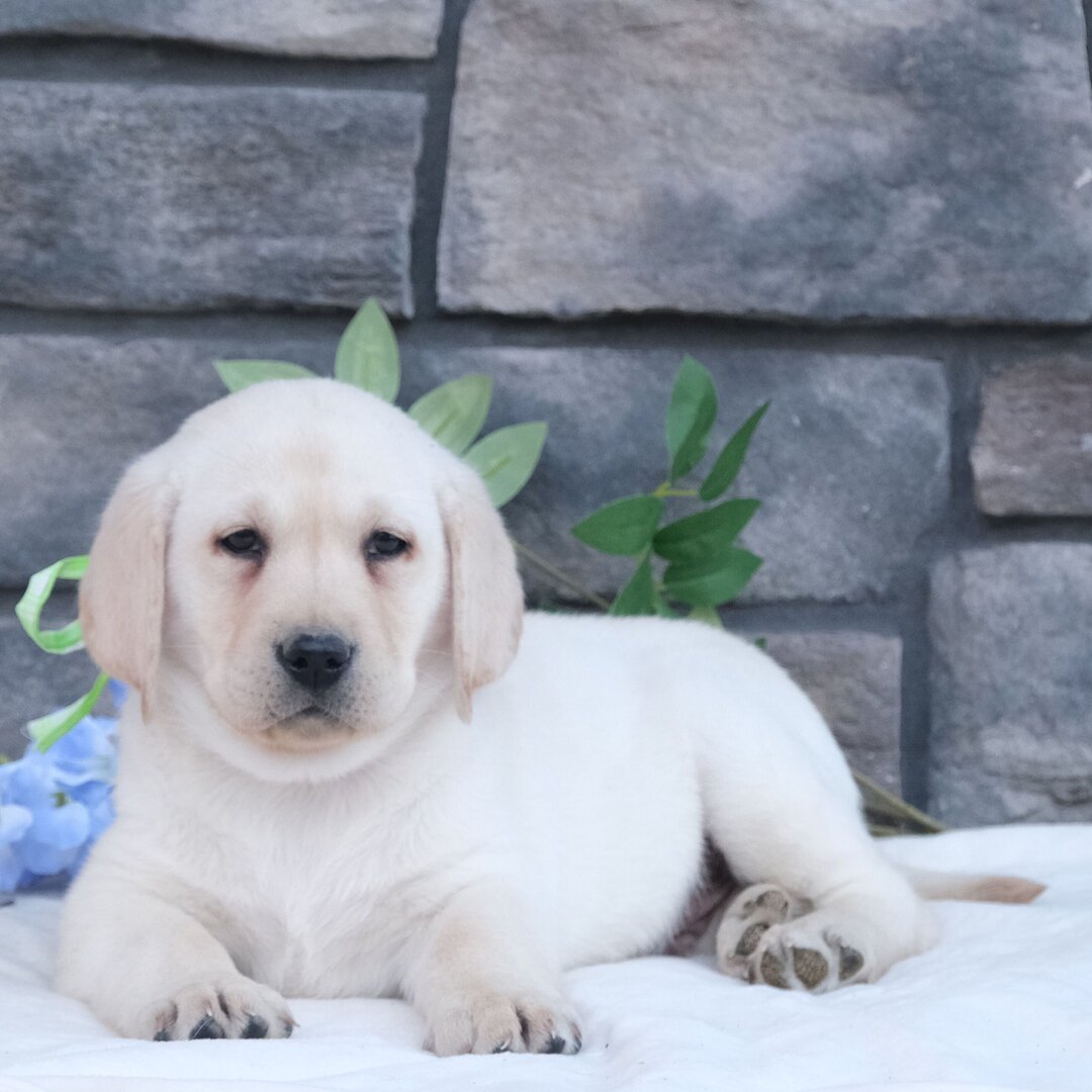 Baxter Male Baxter ( Macho ) - Imagen 1