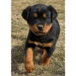 Bear ( Macho )