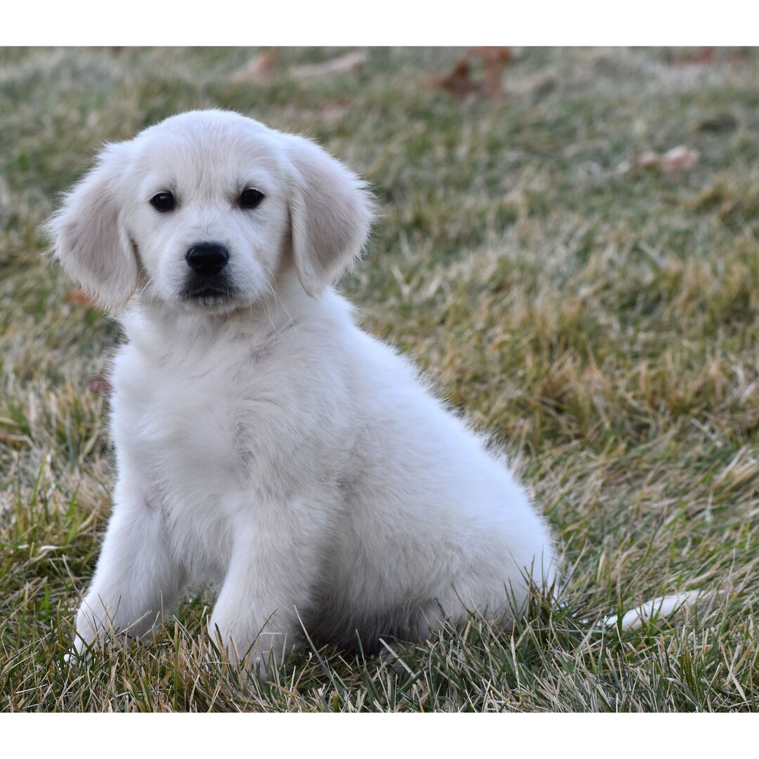 Becker Male Becker ( Macho ) - Imagen 1