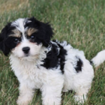 Bella ( Hembra )