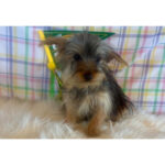 Benji ( Macho )