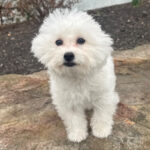 Benny ( Macho )