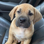 Bentley ( Macho )
