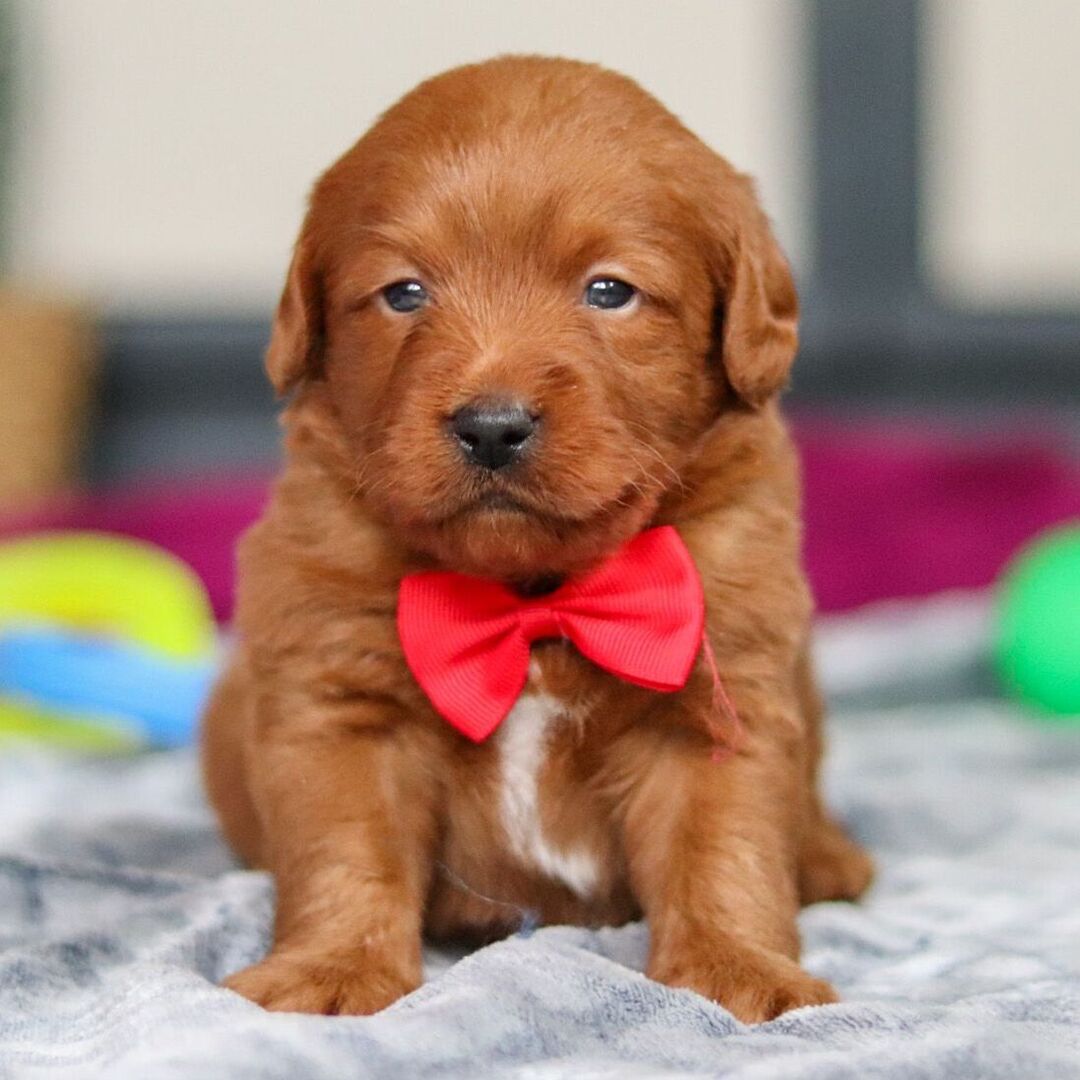 Blake Male Blake ( Macho ) - Imagen 1