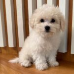Blaze ( Macho )