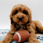 Brady  ( Macho )