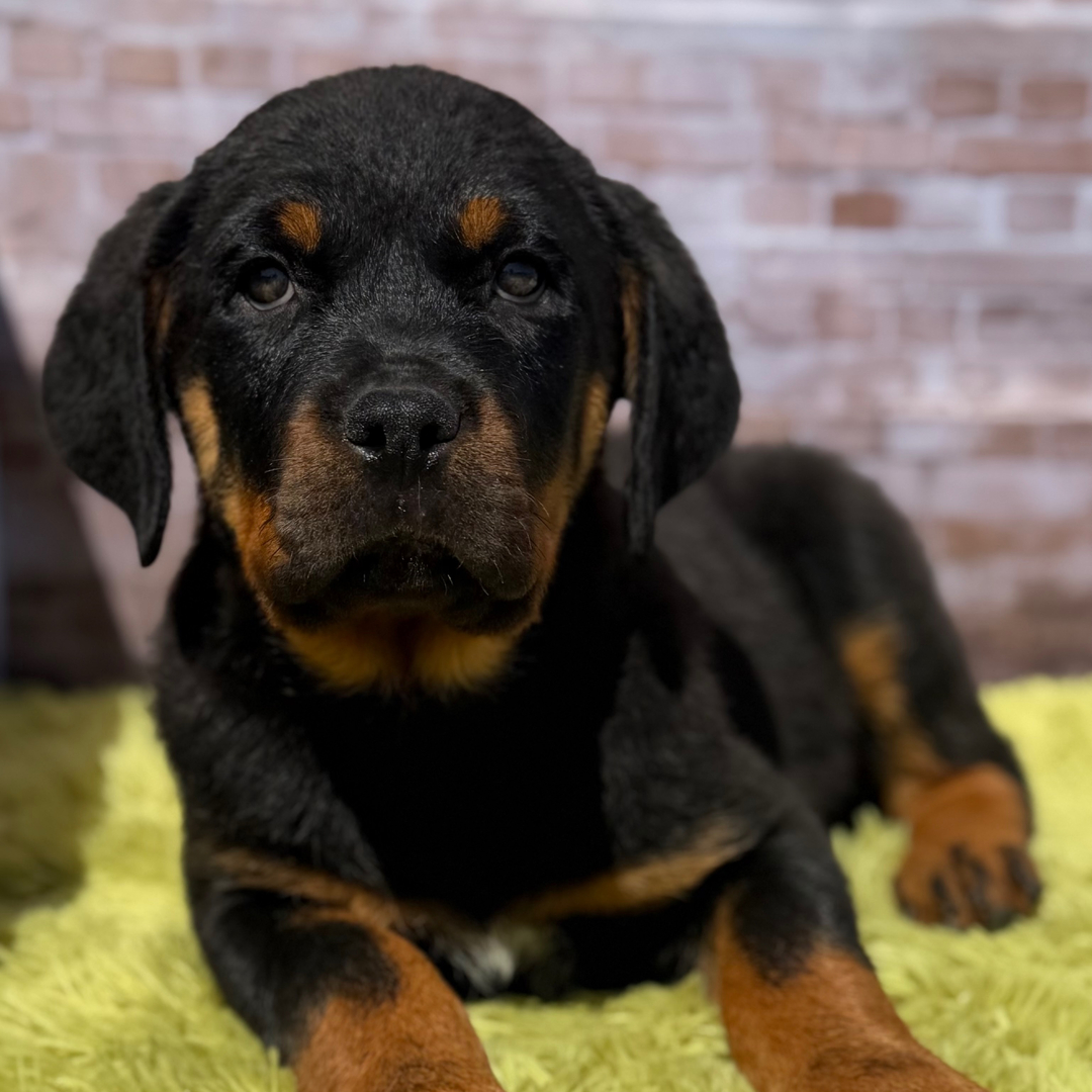 Brian Male Brian ( Macho ) - Imagen 1
