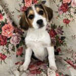 Brownie ( Hembra )