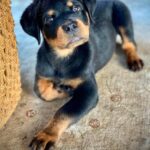 Bruno ( Macho )