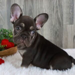 Buster ( Macho)