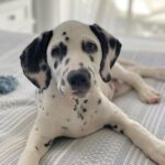 Canela ( Hembra )