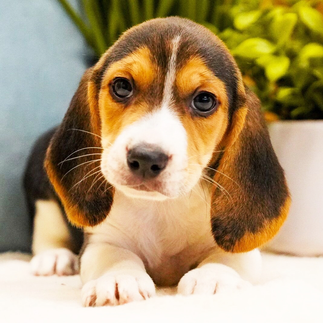 Carson Male Carson ( Macho ) - Imagen 1