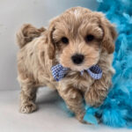 Charlee ( Macho )