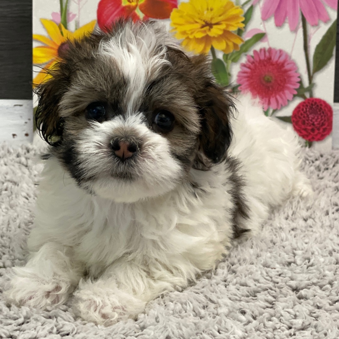 Choco Female Choco ( Hembra ) - Imagen 1