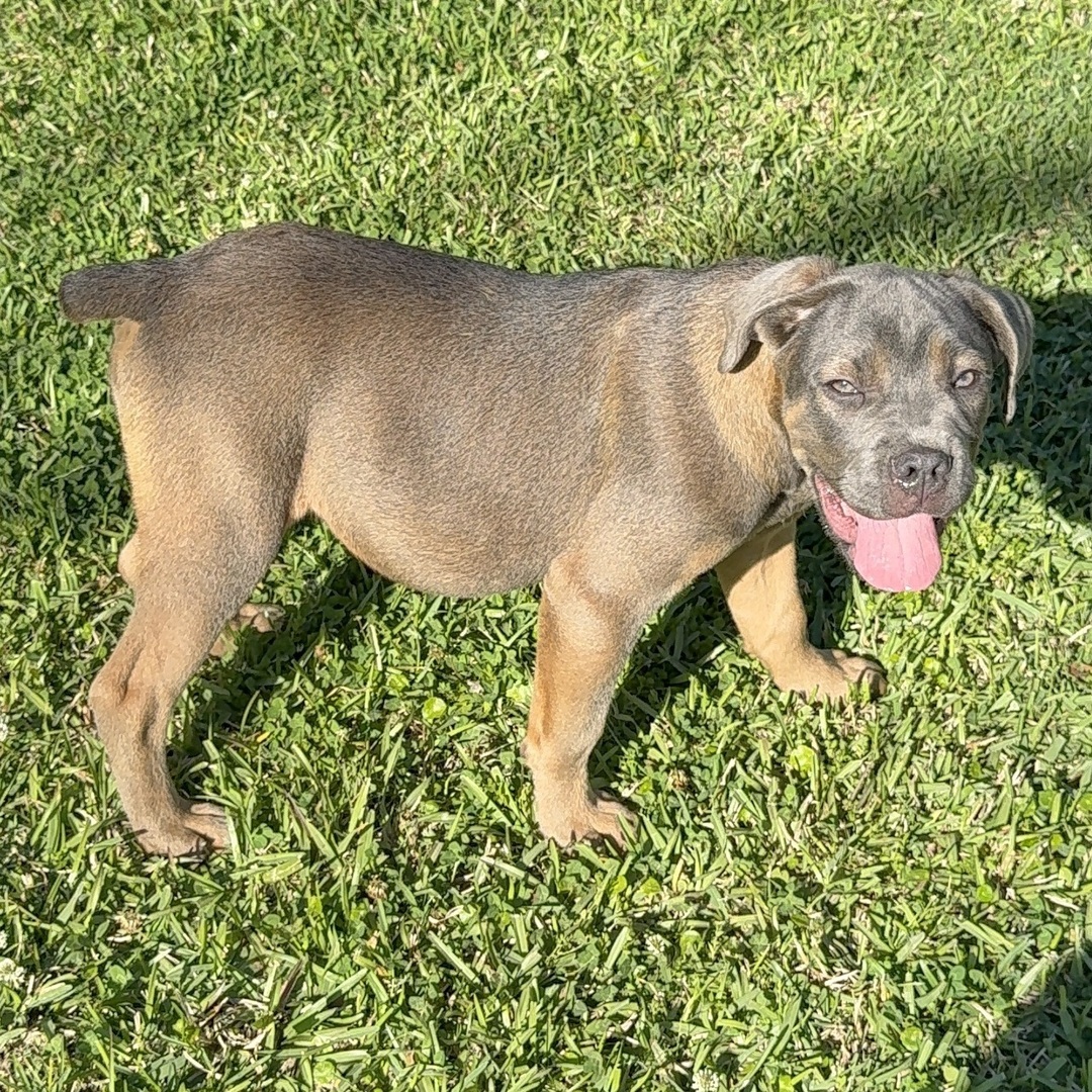 Cinnamon Female Cinnamon ( Hembra ) - Imagen 1