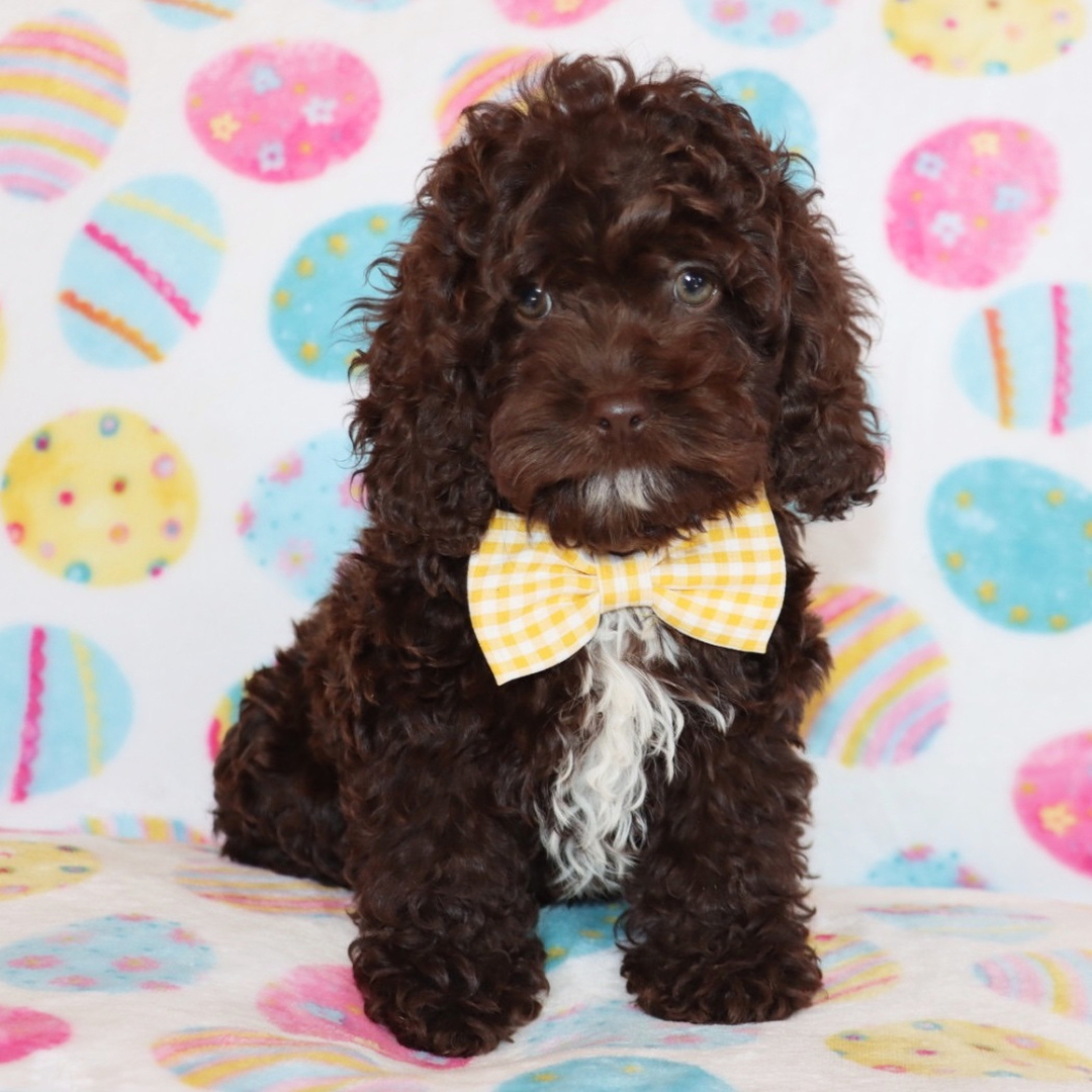 Cocoa Bear Male Cocoa Bear ( Macho ) - Imagen 1