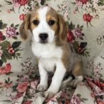 Cookie ( Hembra )