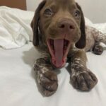 Copper ( Macho )