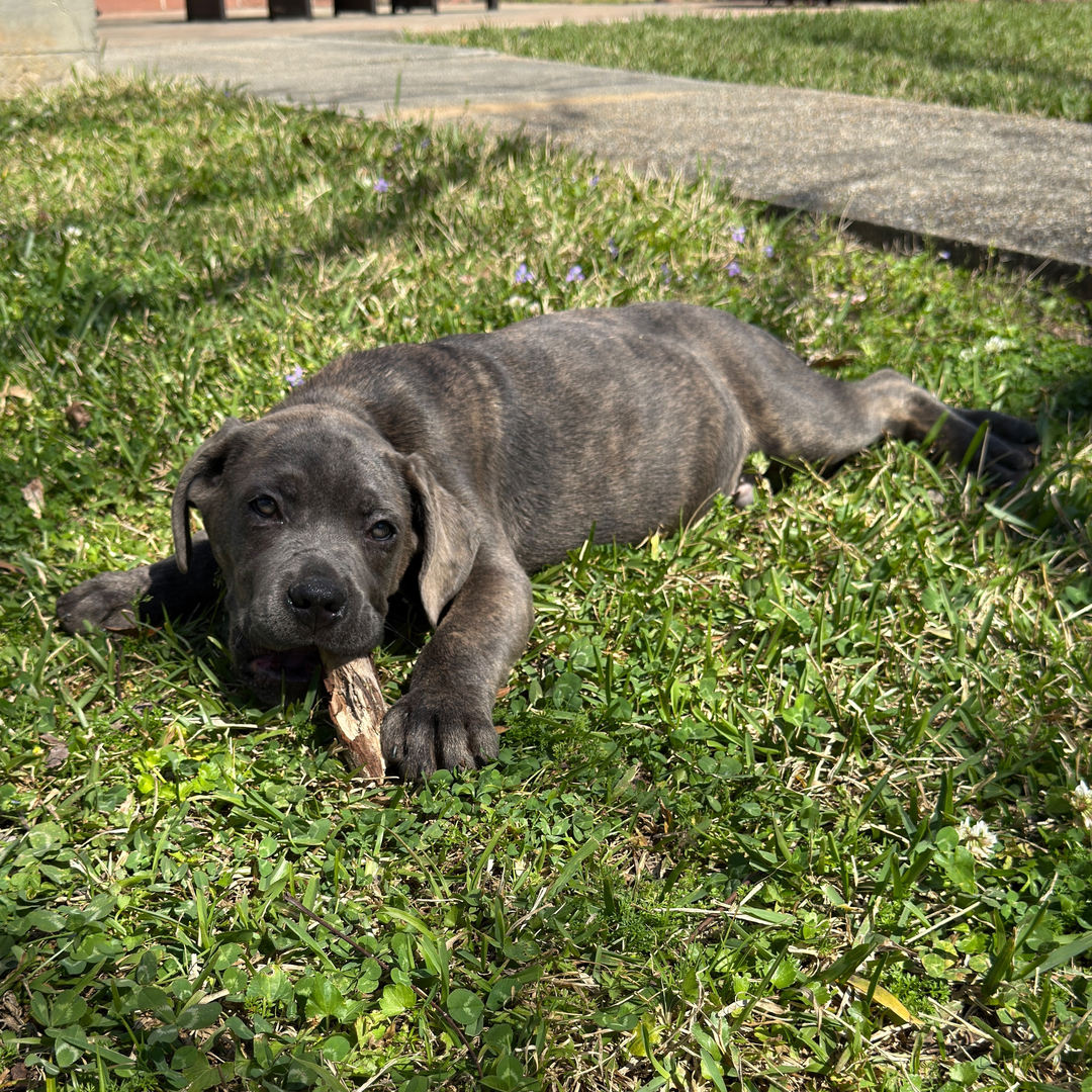 Cruzanto Male Cruzanto ( Macho ) - Imagen 1