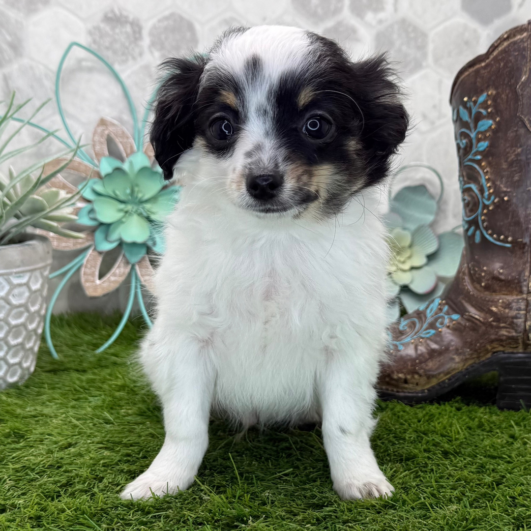 Cubby Male Cubby ( Macho ) - Imagen 1