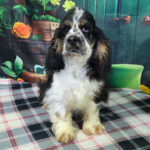 Drayco ( Macho )