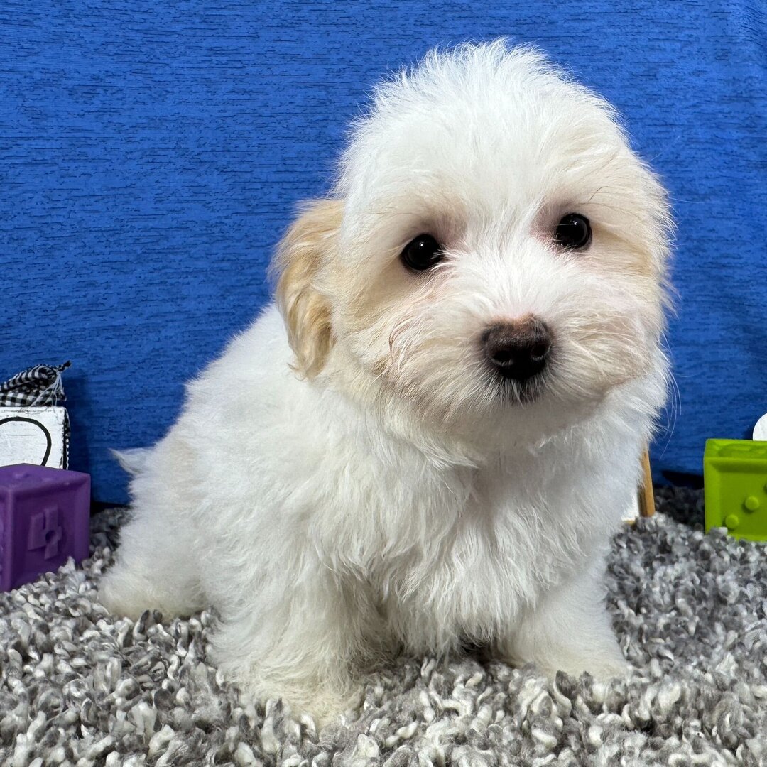 Drew Male Drew ( Macho ) - Imagen 1