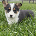 Elsie ( Hembra )
