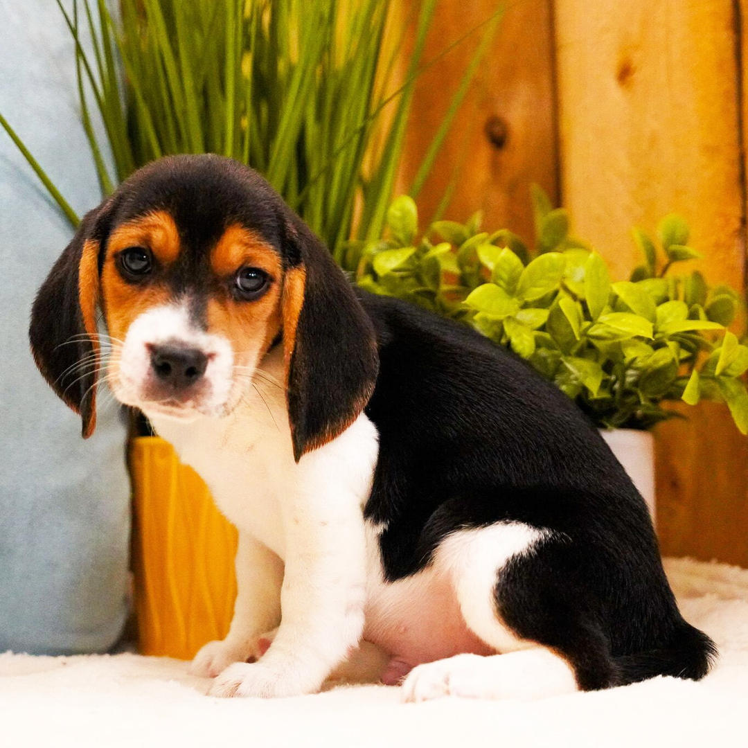 Fletcher Male Fletcher ( Macho ) - Imagen 1