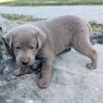 Flint ( Macho )