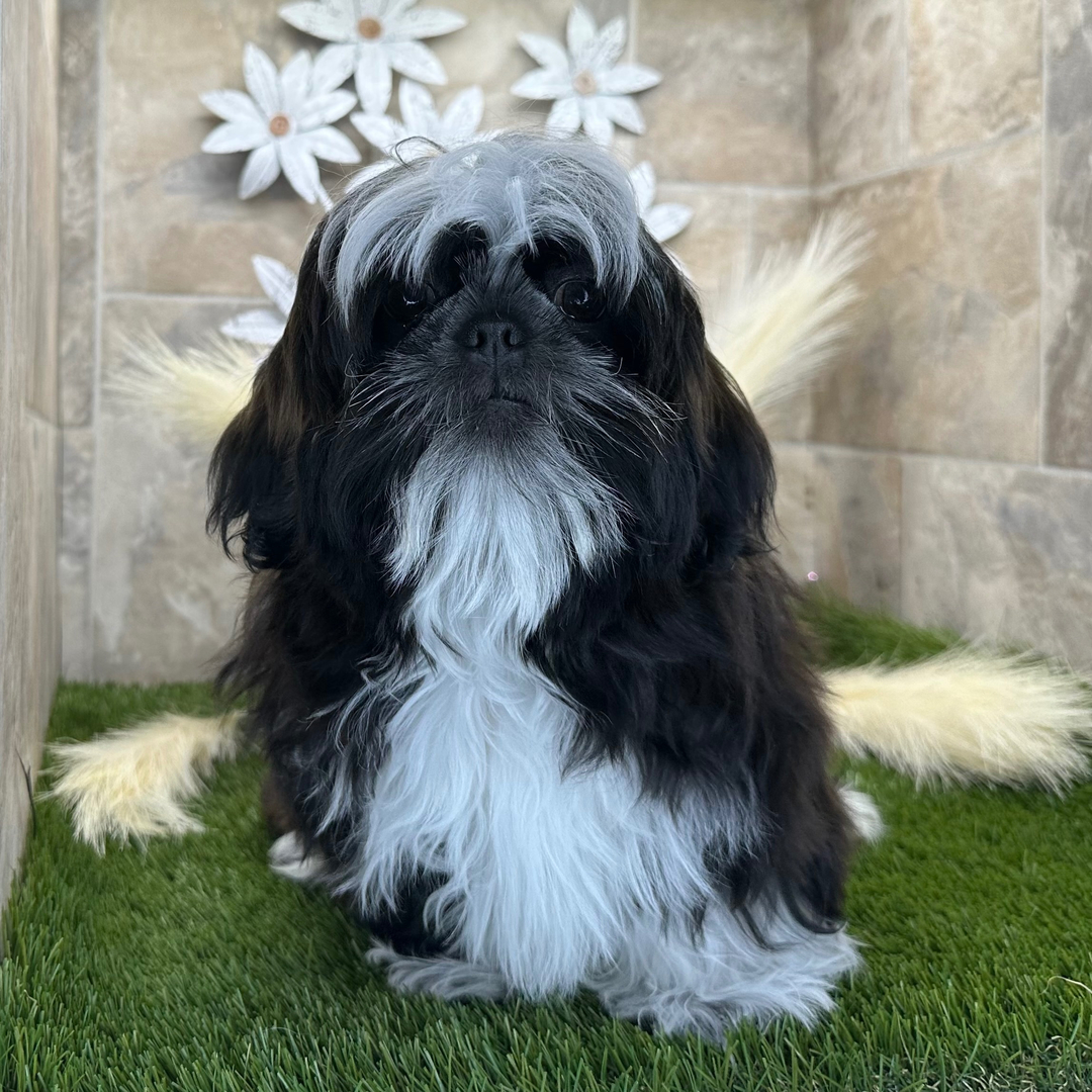 Flurry Male Flury ( Macho ) - Imagen 1