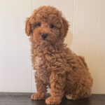 Flynn ( Macho )