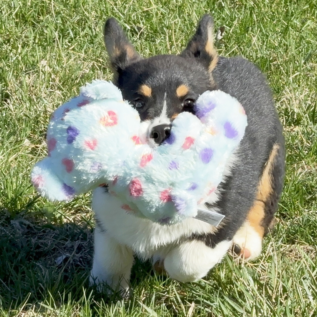 Fritz Male Fritz ( Macho ) - Imagen 1