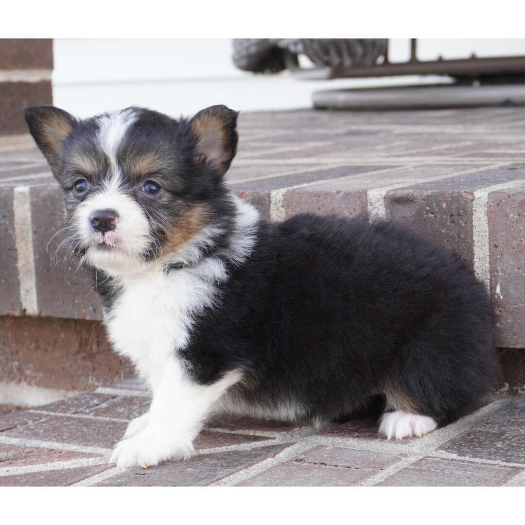 Galin Male Gallin ( Macho ) - Imagen 1