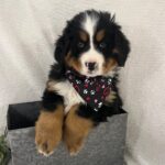 Gigi ( Hembra )