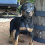Glock ( Macho )
