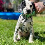 Gracie ( Hembra )