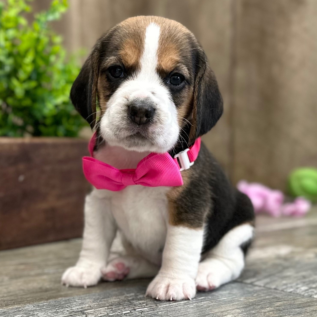 Gracie Female Gracie ( Hembra) - Imagen 1
