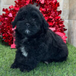 Griffin  ( Macho )