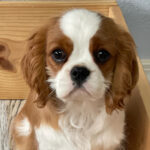 Gunther ( Macho )