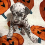 Hershey ( Hembra )