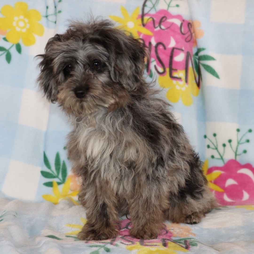 Jingles Male Jingles ( Macho ) - Imagen 1