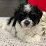 Karson ( Macho )