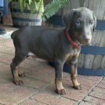 Kilo ( Macho )
